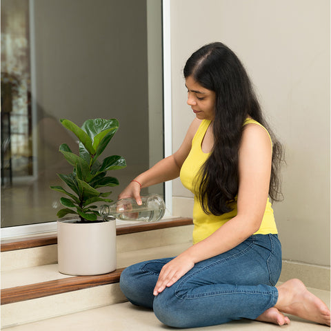 Ficus Lyrata - Fiddle Fig- Zen Planter