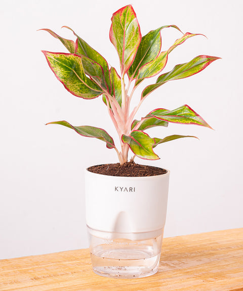 Aglaonema Lipstick Plant