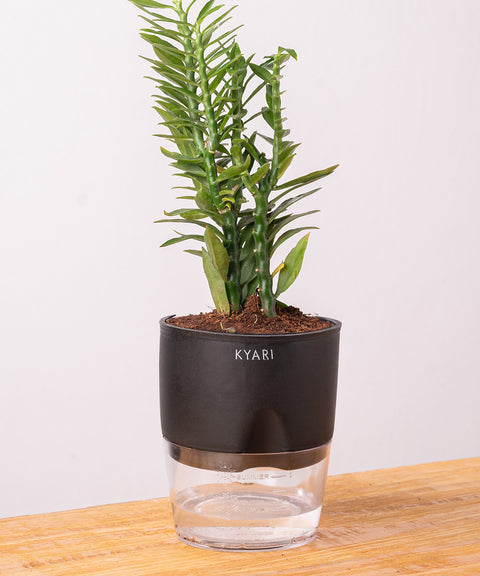 Pedilanthus Plant With Self Watering Pot