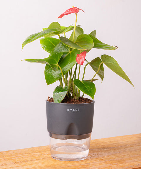 Anthurium Red Plant