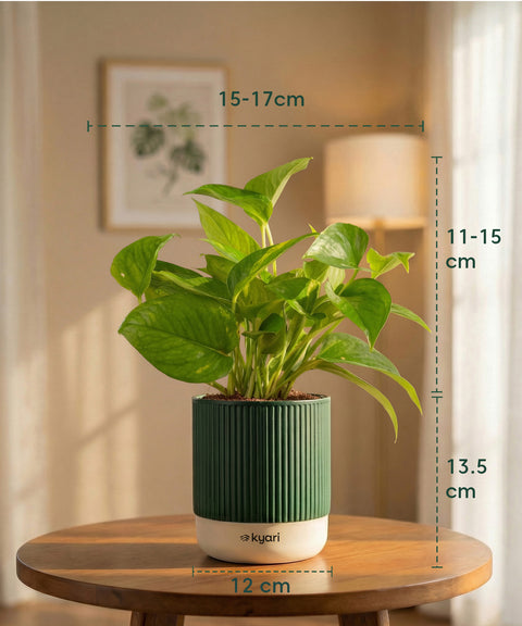 Money Variegated Plant with Medium Self Watering Pot