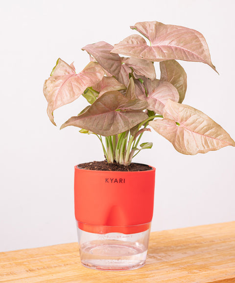 Syngonium Pink Plant - BYOB