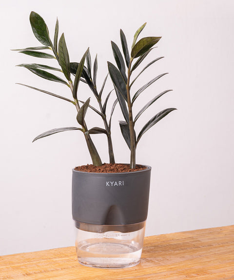 ZZ - Zamia Black Plant