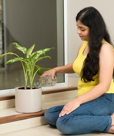 Dieffenbachia Cheetah with Zen Planter