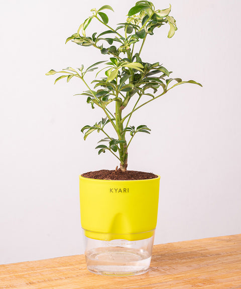 Ficus Safari Plant - BYOB