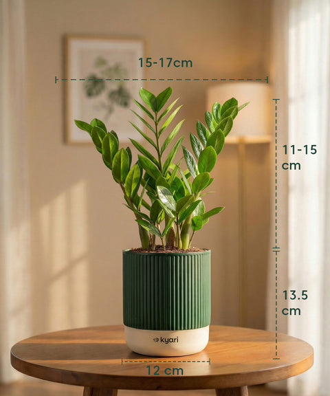 Zamia Green - ZZ Plant with Medium Self Watering Pot