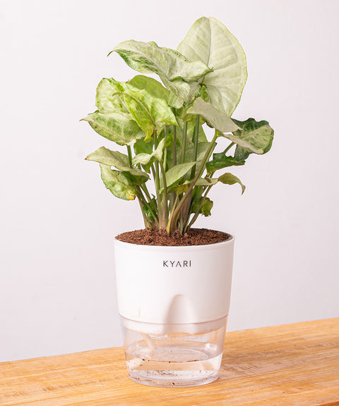 Syngonium Pixie White Plant - BYOB