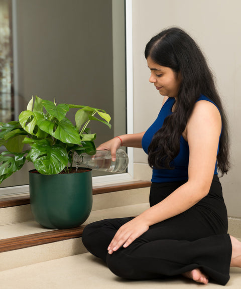 Monstera Deliciosa with Arbor Planter