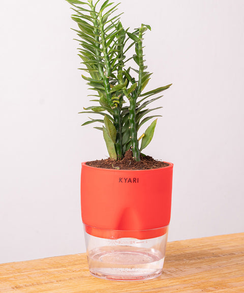 Pedilanthus Plant With Self Watering Pot