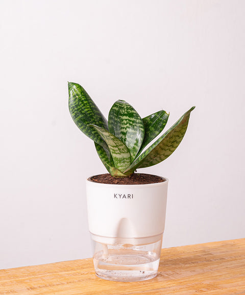 Green Snake Plant - BYOB