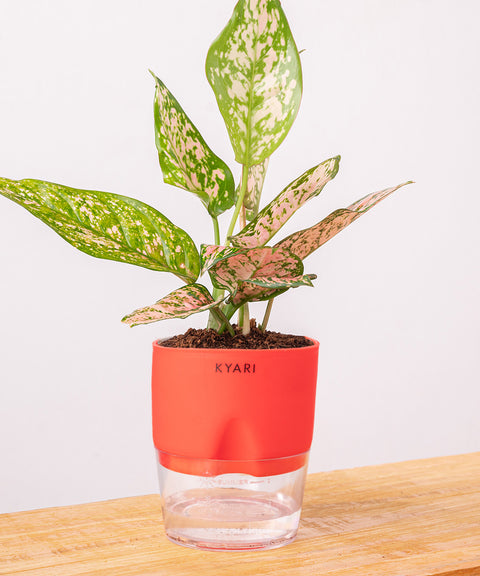 Aglaonema Snow White Plant