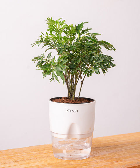 Aralia Green Plant