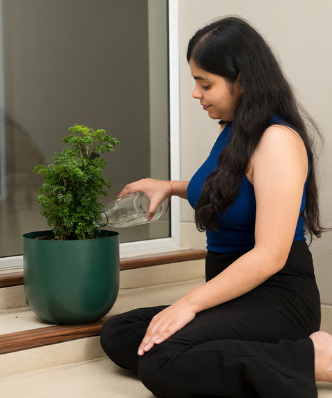 Aralia Green Plant