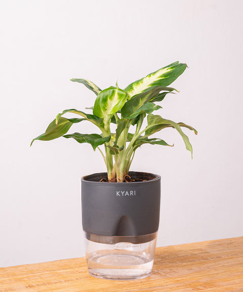 Dieffenbachia Plant