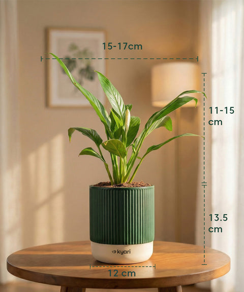 Peace Lily Plant with Medium Self Watering Pot