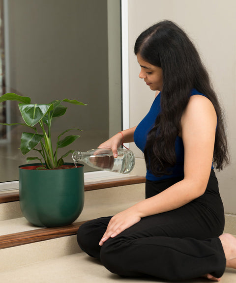 Bird Of Paradise with Arbor Planter