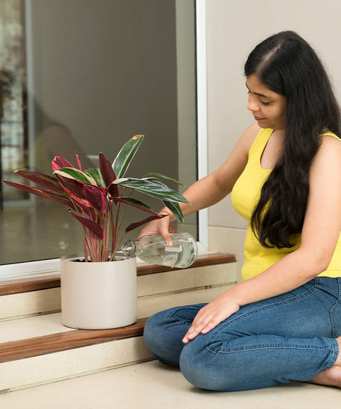 Calathea Triostar Plant