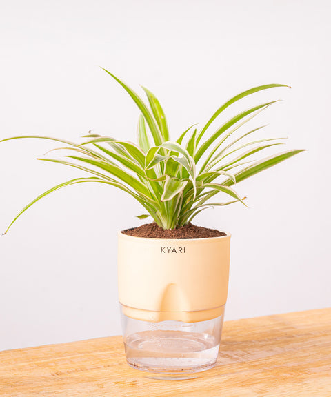 Spider Plant - BYOB