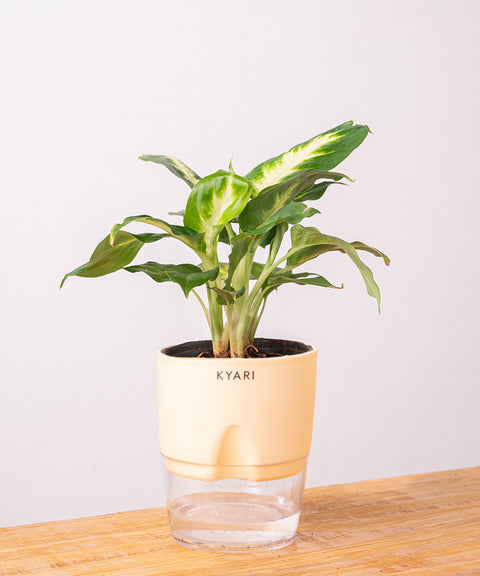 Dieffenbachia Plant