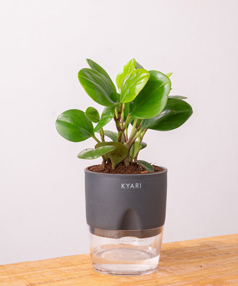 Peperomia Green Plant