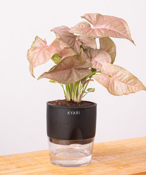 Syngonium Pink Plant - BYOB