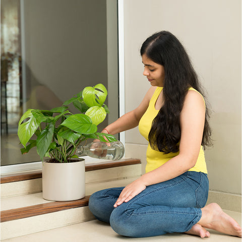 Monstera Deliciosa with Zen Planter