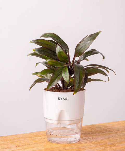 Dracaena Compacta Plant - BYOB