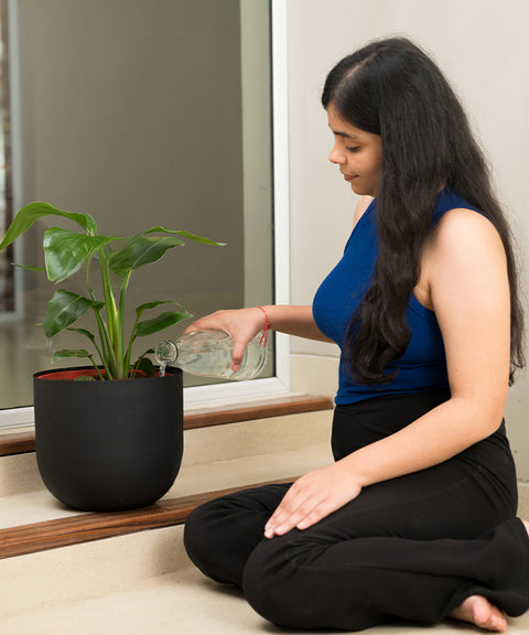 Bird Of Paradise with Arbor Planter