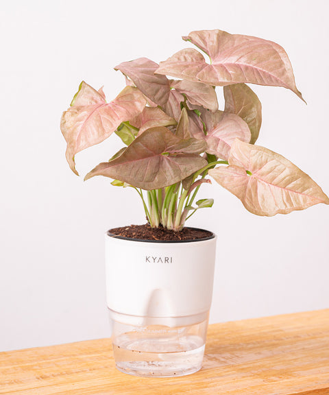 Syngonium Pink Plant