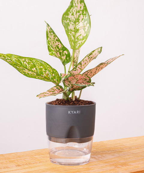 Aglaonema Snow White Plant - BYOB