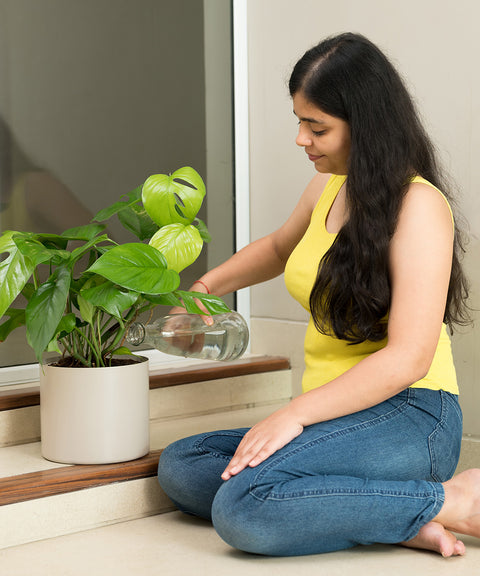 Monstera Deliciosa with Zen Planter