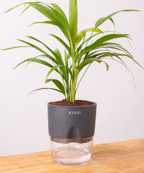 Areca Palm Plant - BYOB