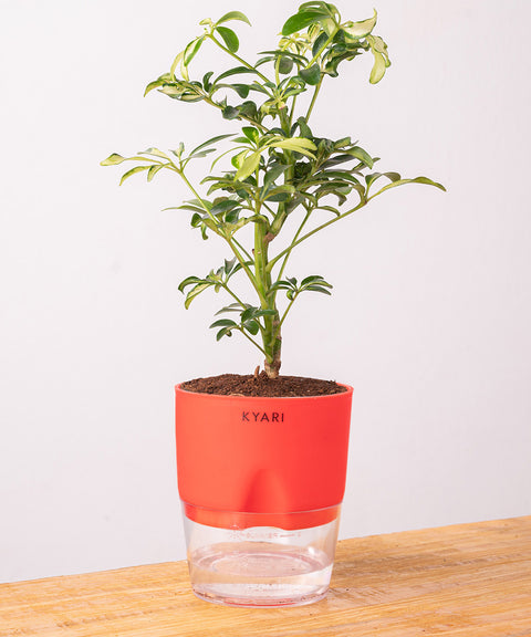 Ficus Safari Plant - BYOB