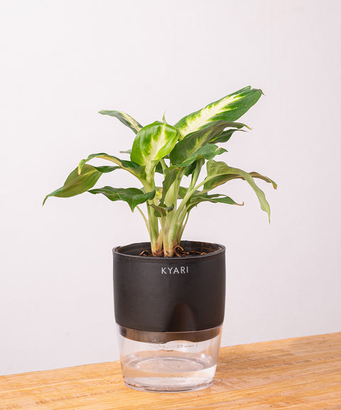 Dieffenbachia Plant