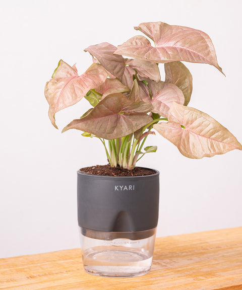 Syngonium Pink Plant