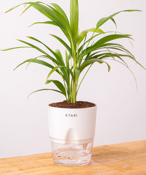 Areca Palm Plant