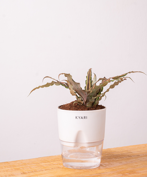 Cryptanthus Plant