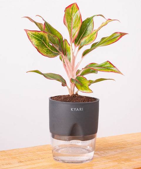 Aglaonema Lipstick Plant