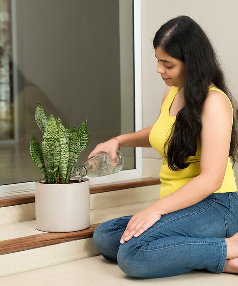 Sensevera Zeylanica with Zen Planter