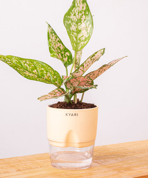 Aglaonema Snow White Plant - BYOB