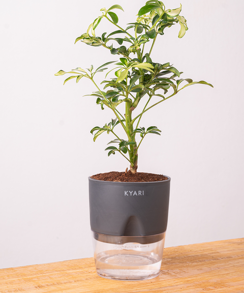 Schefflera Variegated Plant With Self Watering Pot