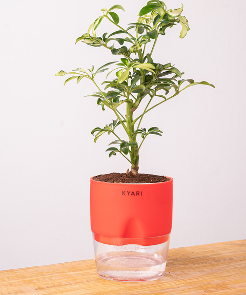 Schefflera Variegated Plant With Self Watering Pot