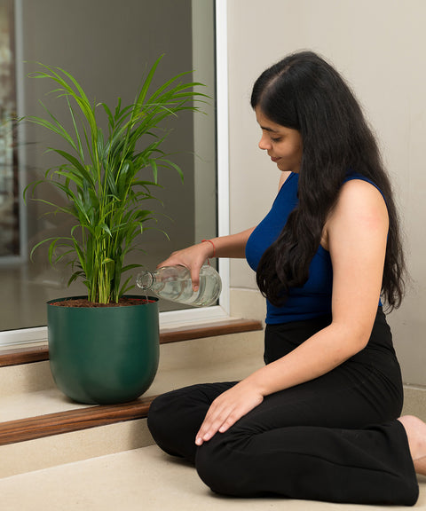 Areca Palm with Arbor Planter