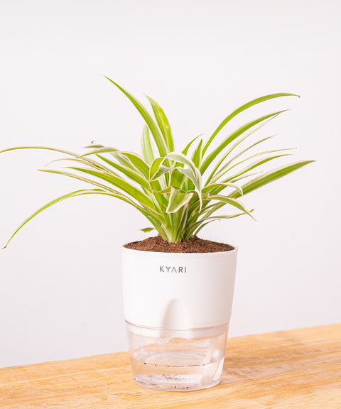 Spider Plant - BYOB