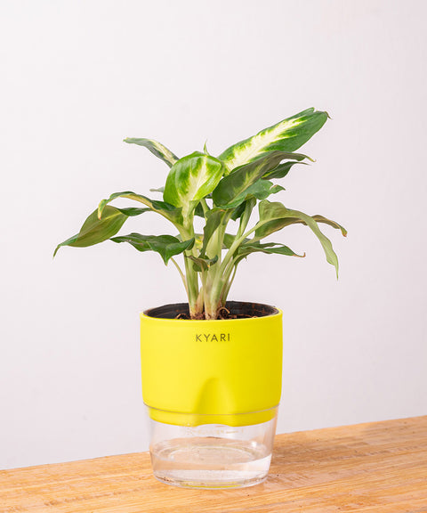 Dieffenbachia Plant