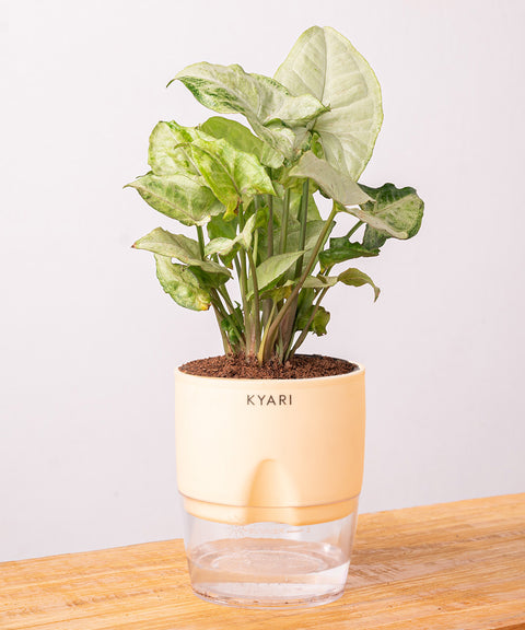 Syngonium Pixie White Plant - BYOB