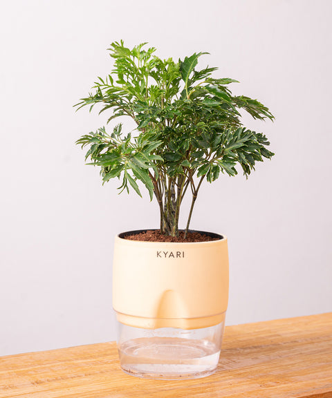 Aralia Green Plant