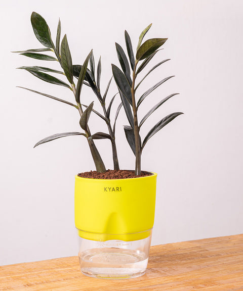 ZZ - Zamia Black Plant