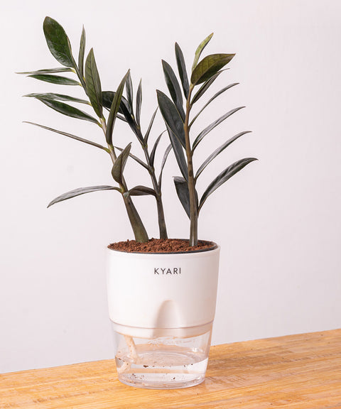 ZZ - Zamia Black Plant