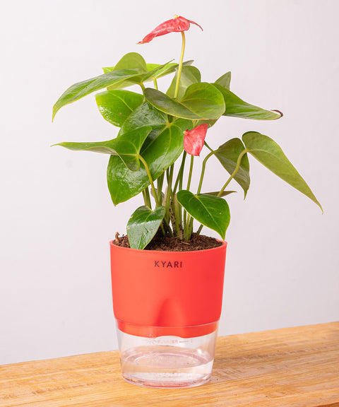 Anthurium Red Plant